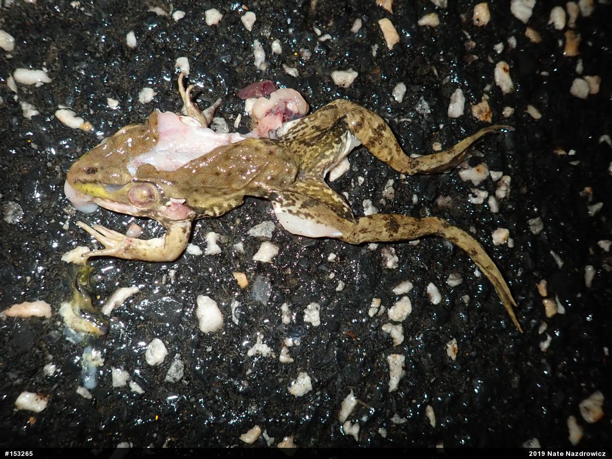 Green Frog