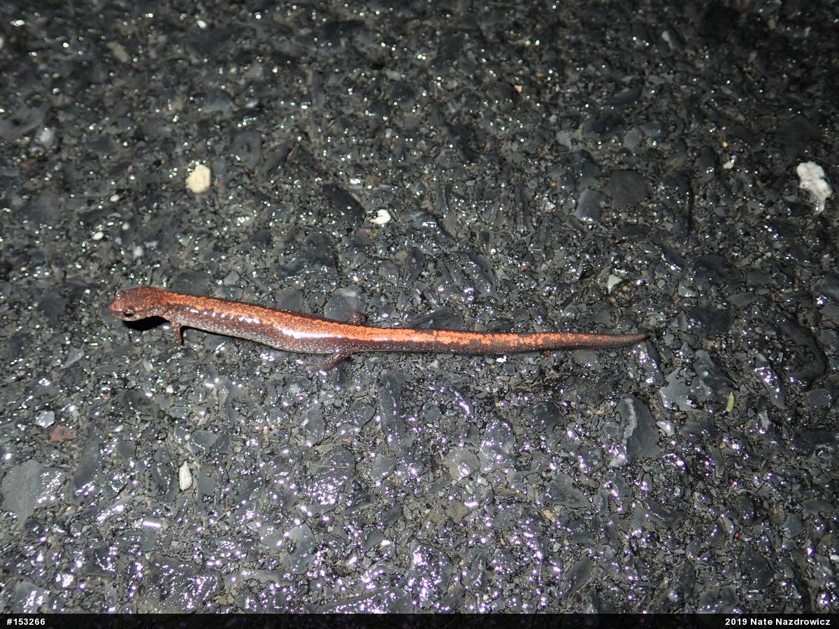 Eastern Red-backed  Salamander