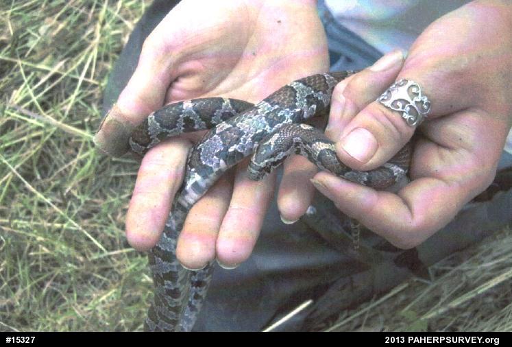 Eastern Milksnake