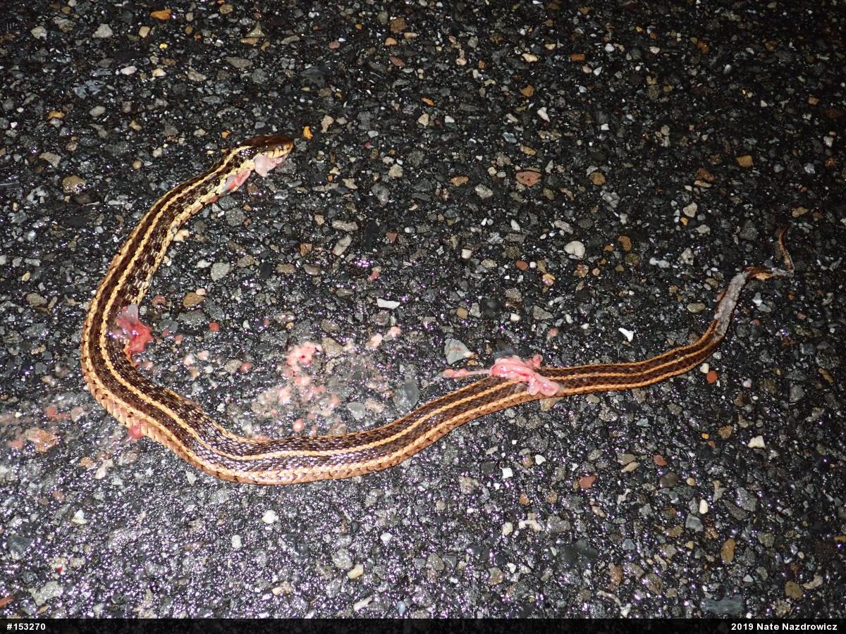 Eastern Gartersnake