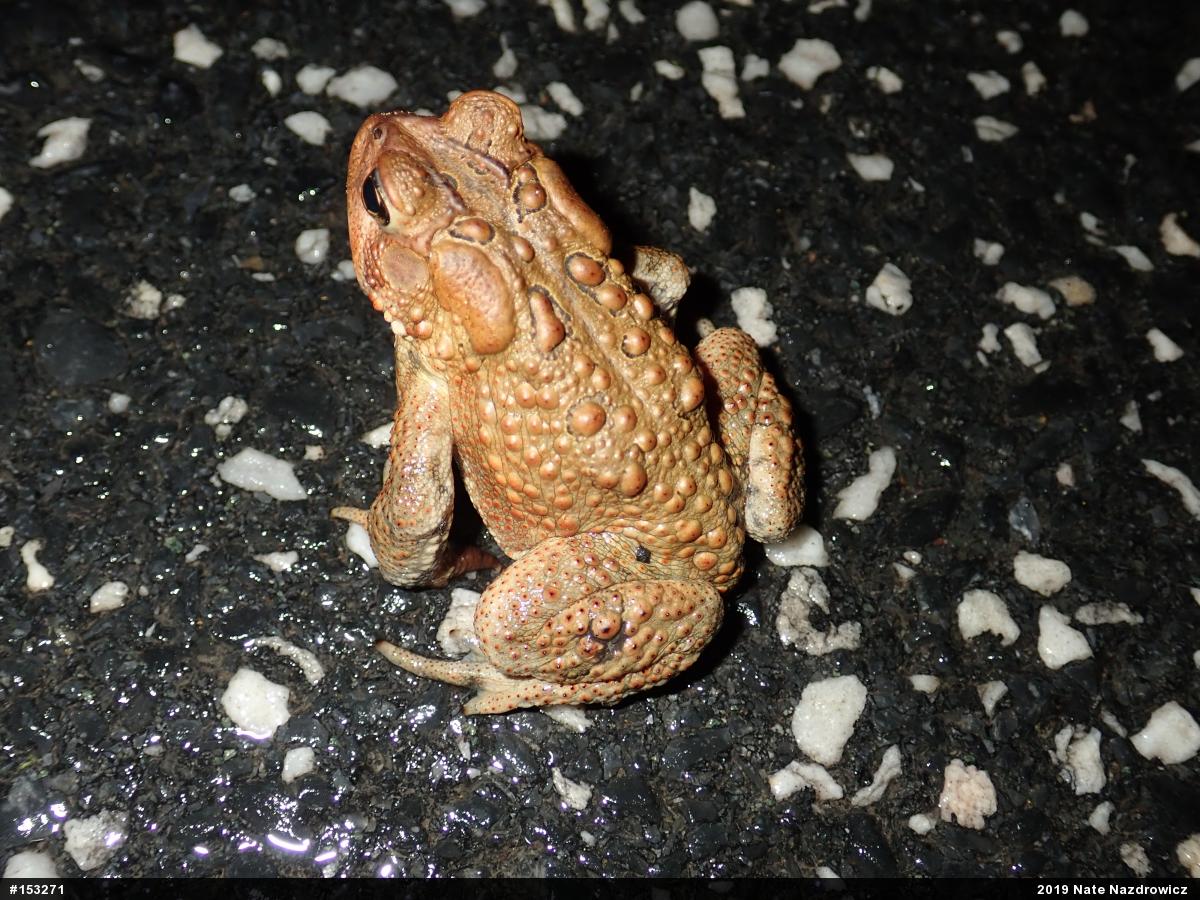 Eastern American Toad