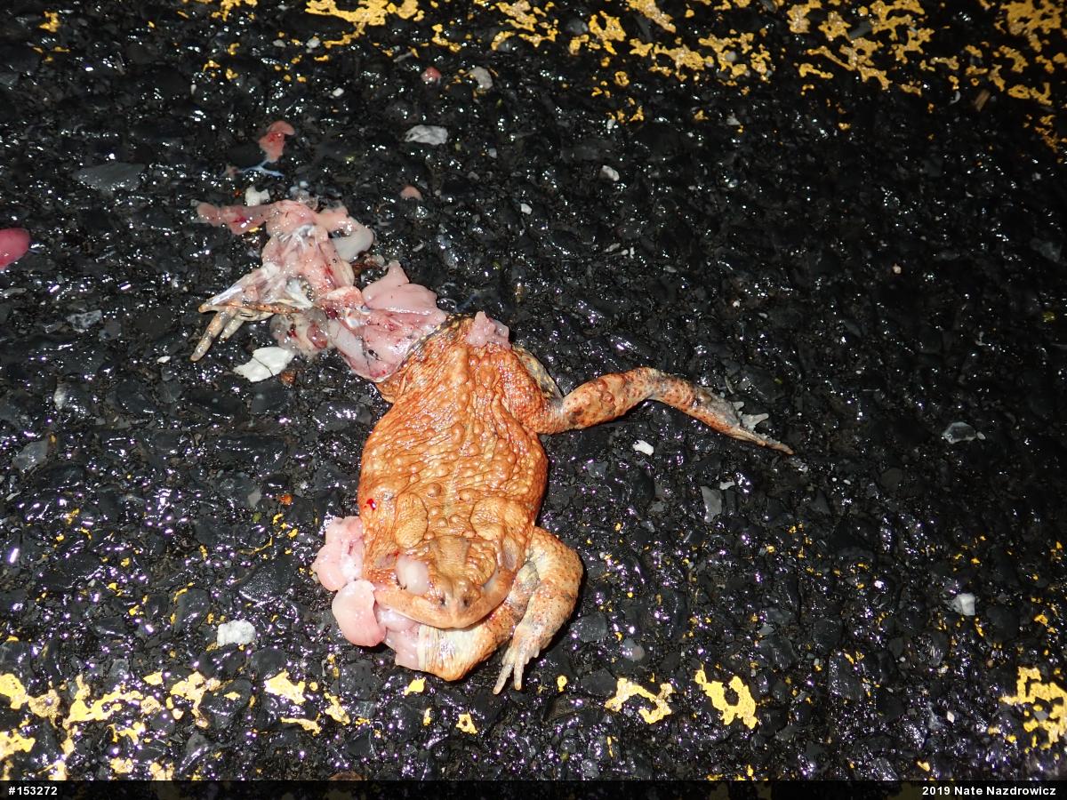 Eastern American Toad