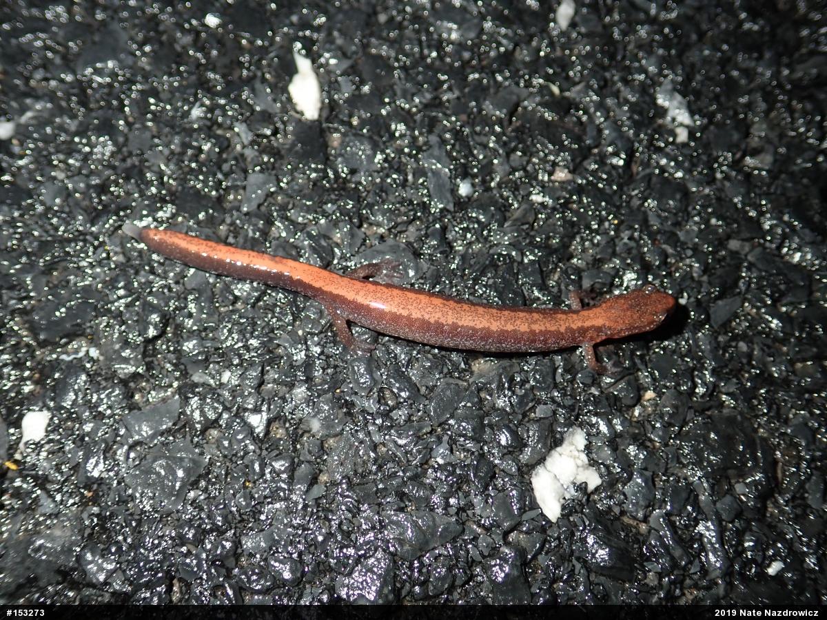 Eastern Red-backed  Salamander