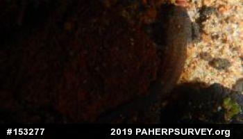 Northern Red Salamander