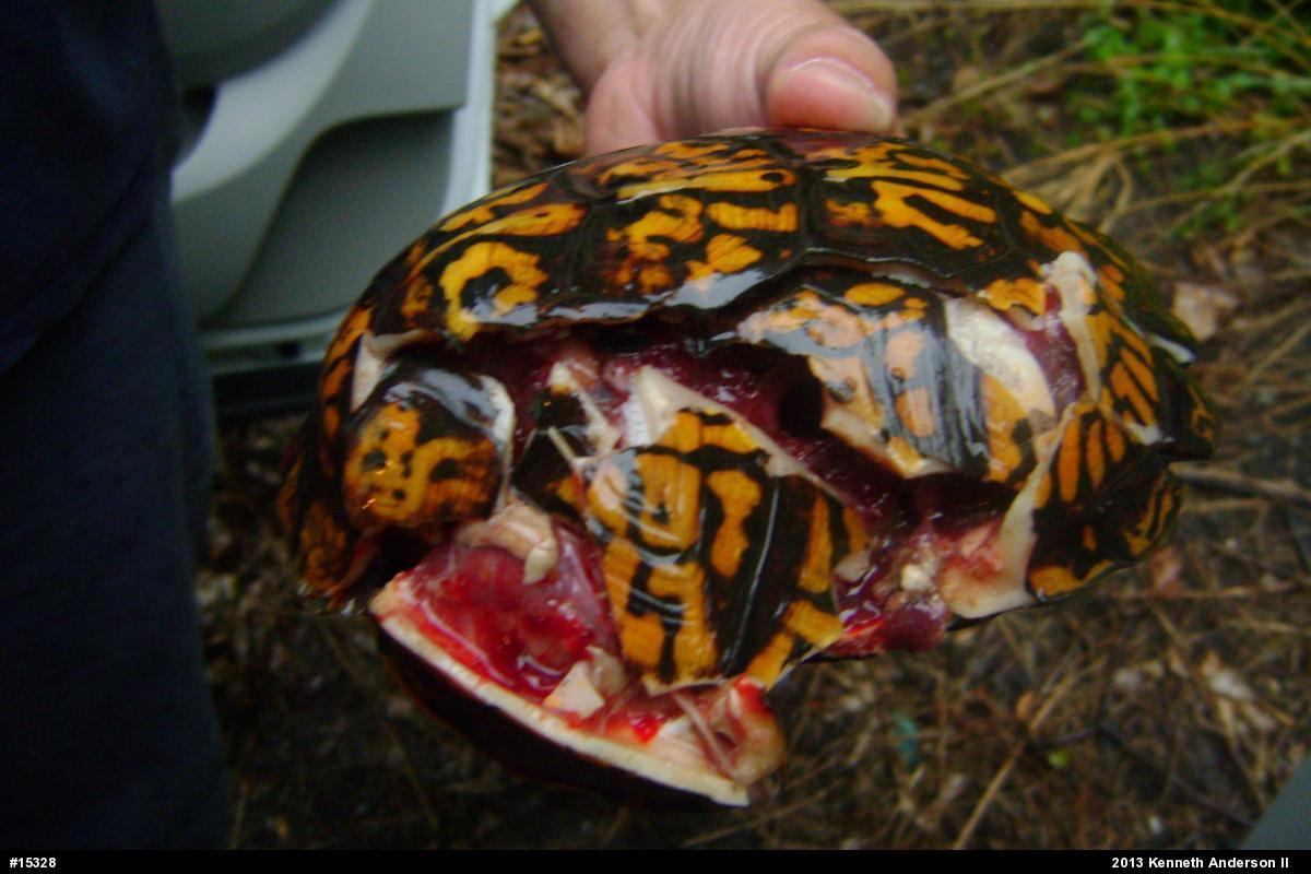 Eastern Box Turtle