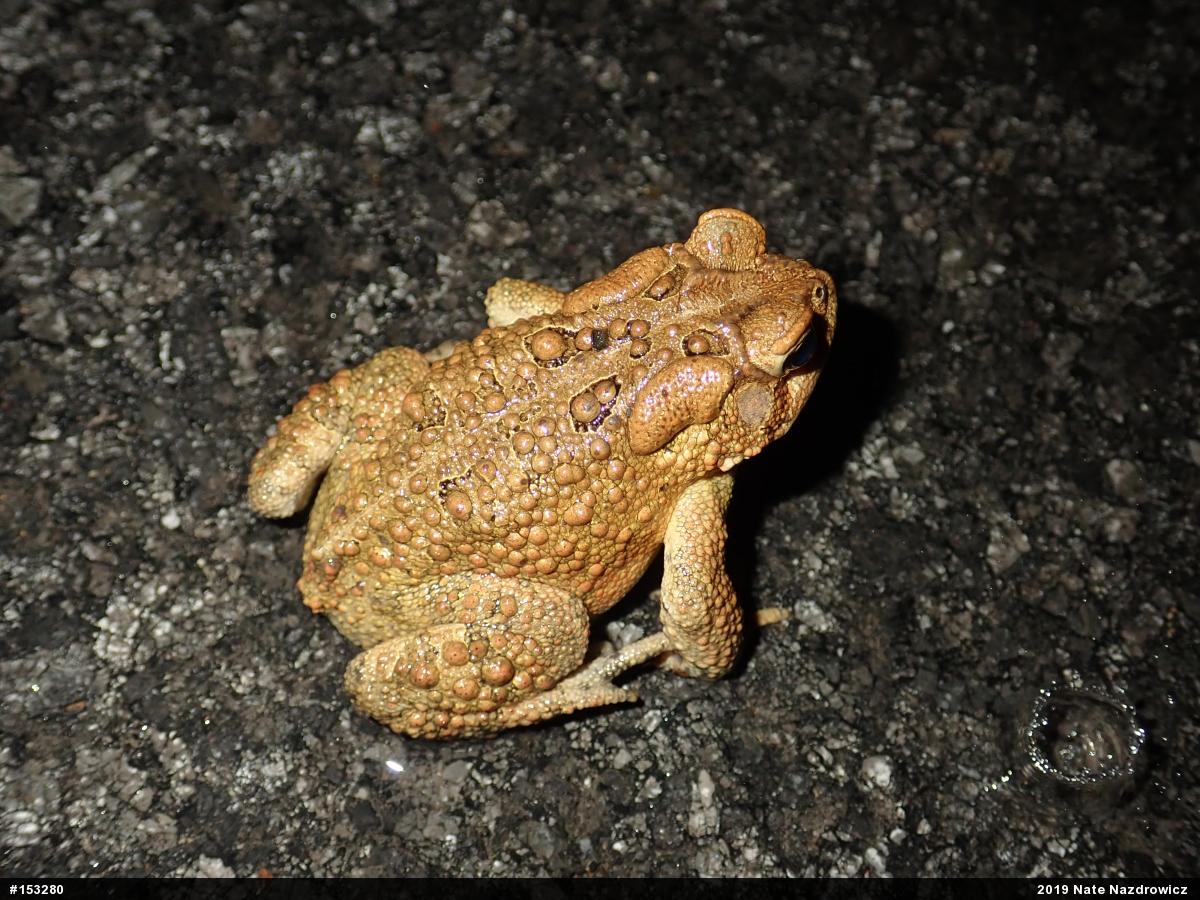 Eastern American Toad