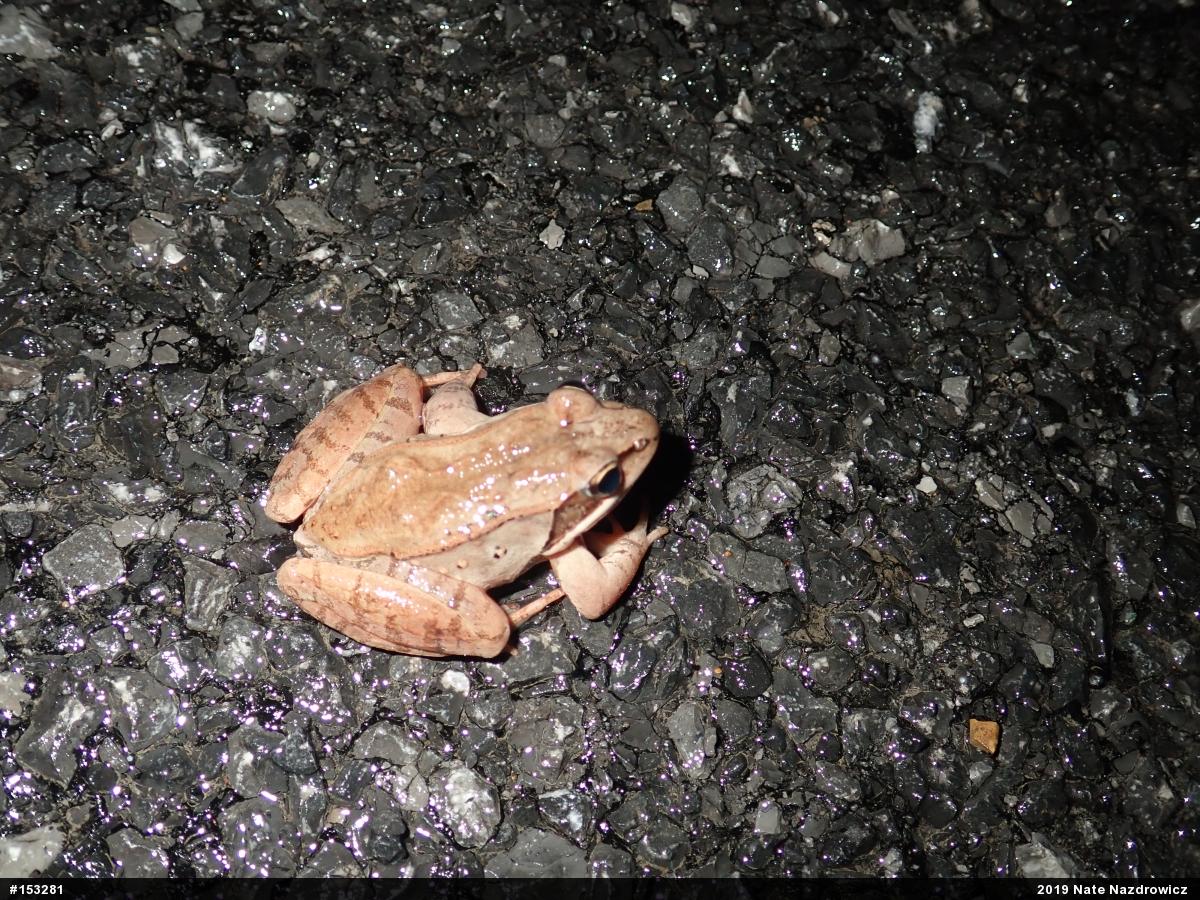 Wood Frog