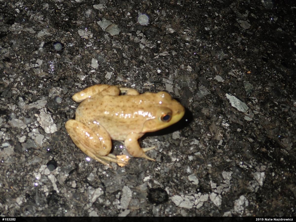 American Bullfrog