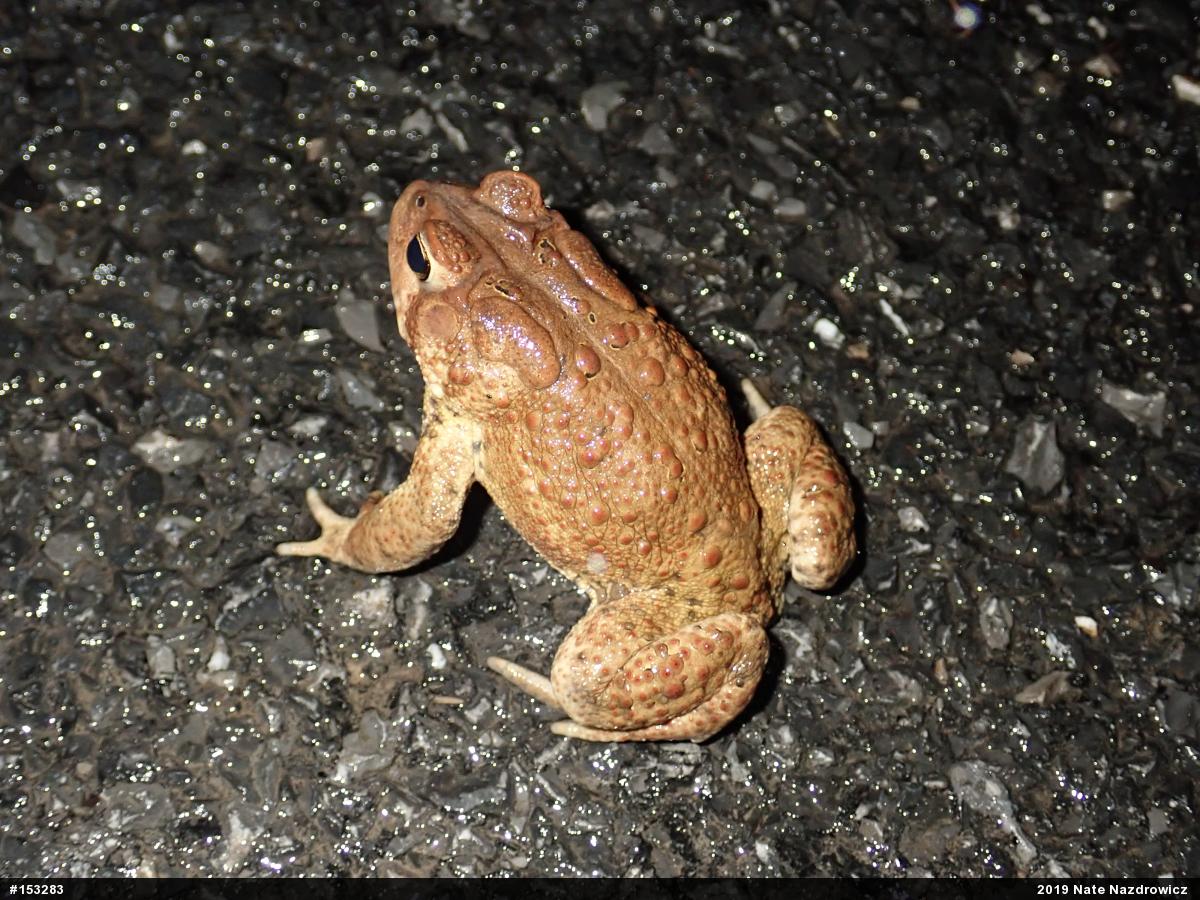 Eastern American Toad