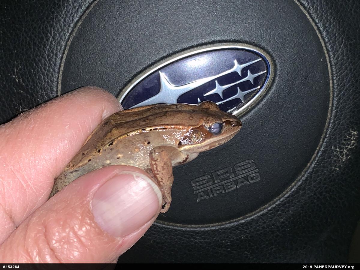 Wood Frog