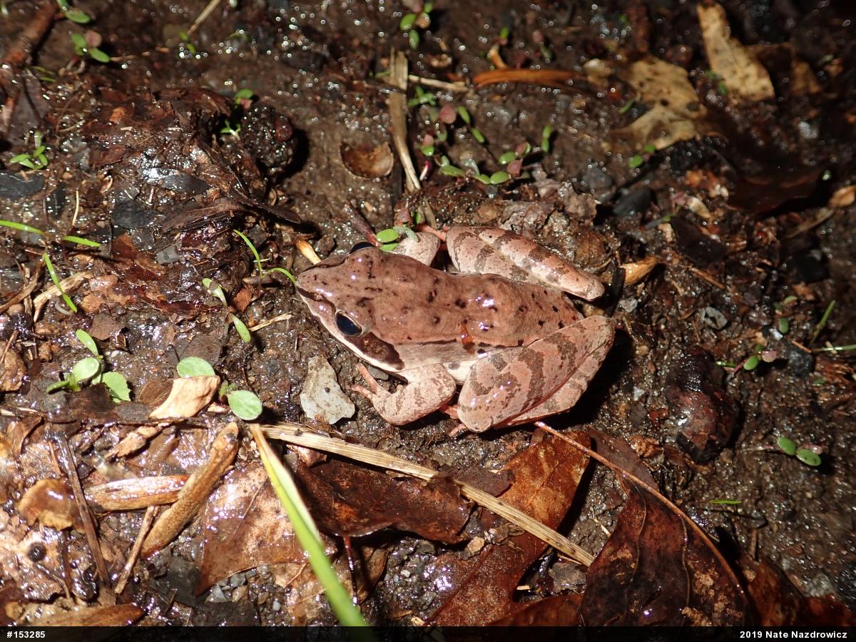 Wood Frog