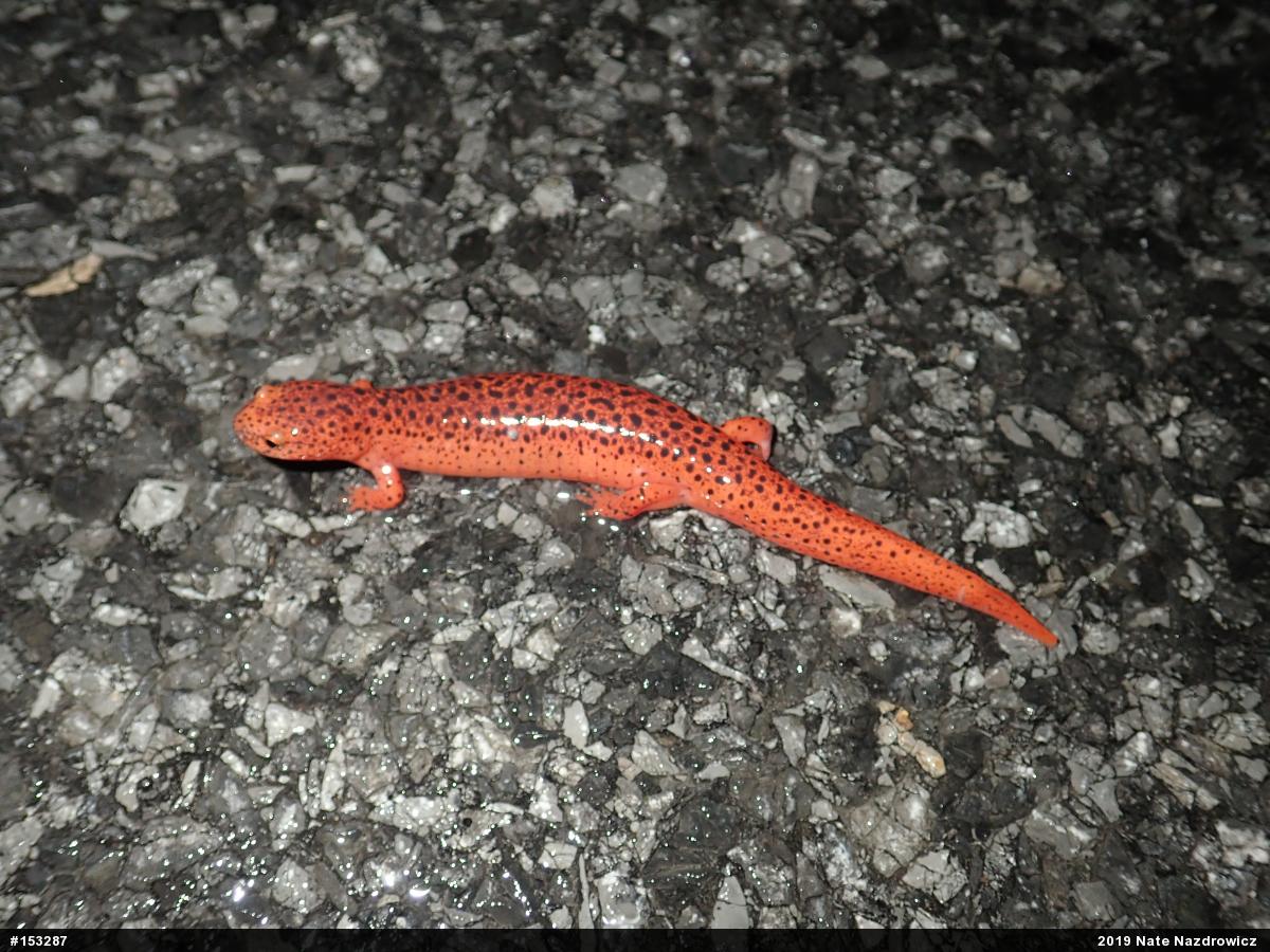 Northern Red Salamander