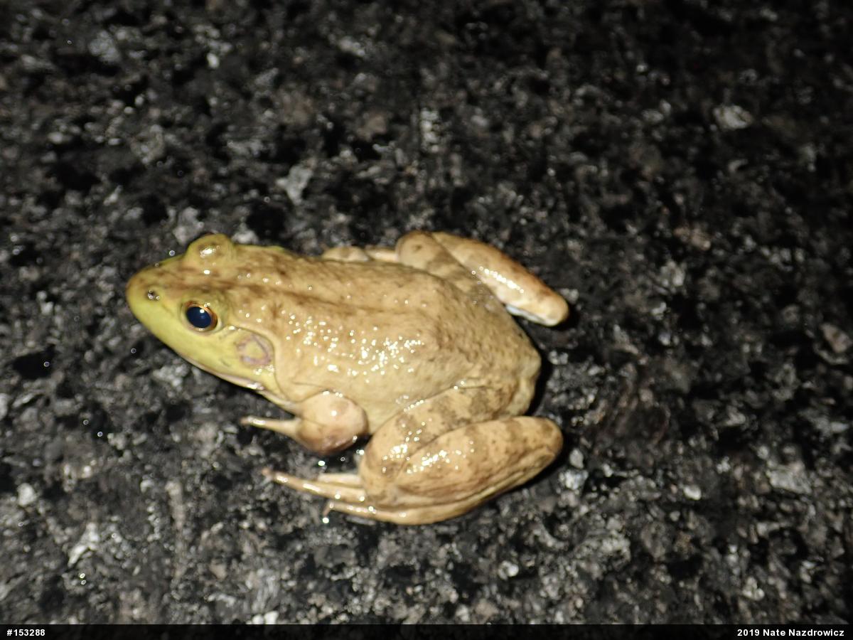 American Bullfrog