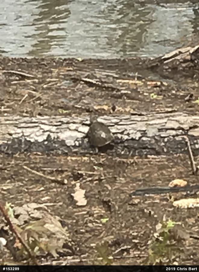 Eastern Musk Turtle