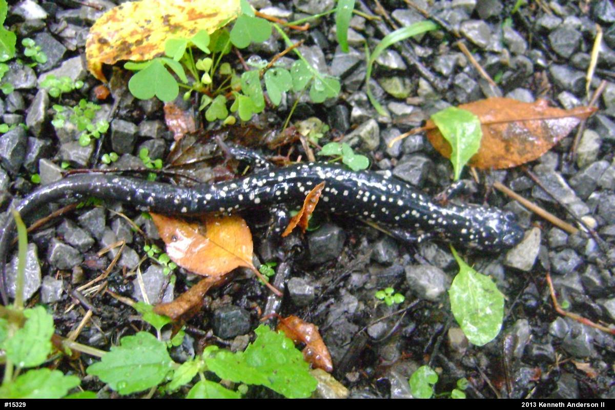 Northern Slimy Salamander