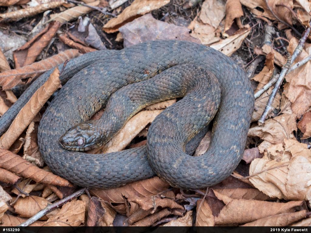 Northern Watersnake