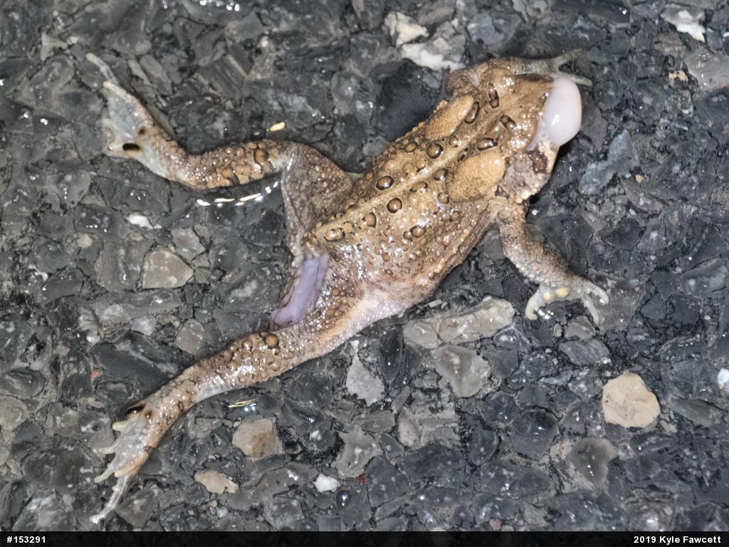 Eastern American Toad