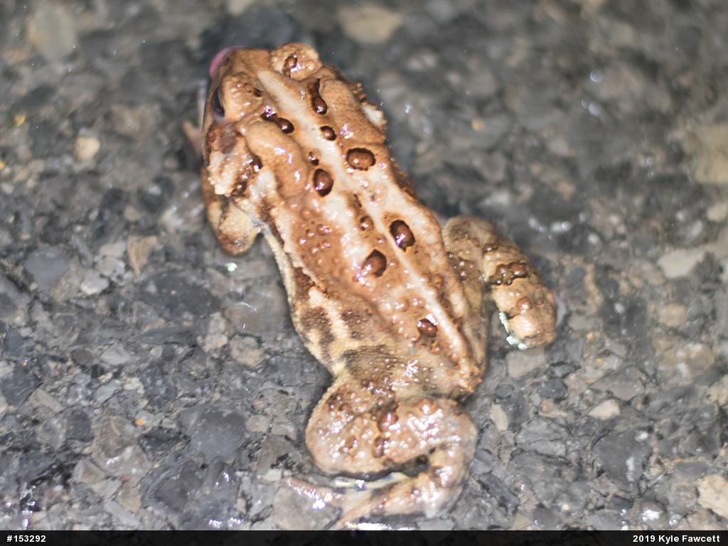 Eastern American Toad
