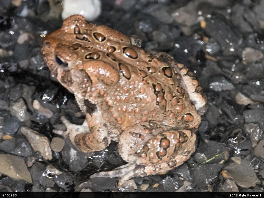 Eastern American Toad
