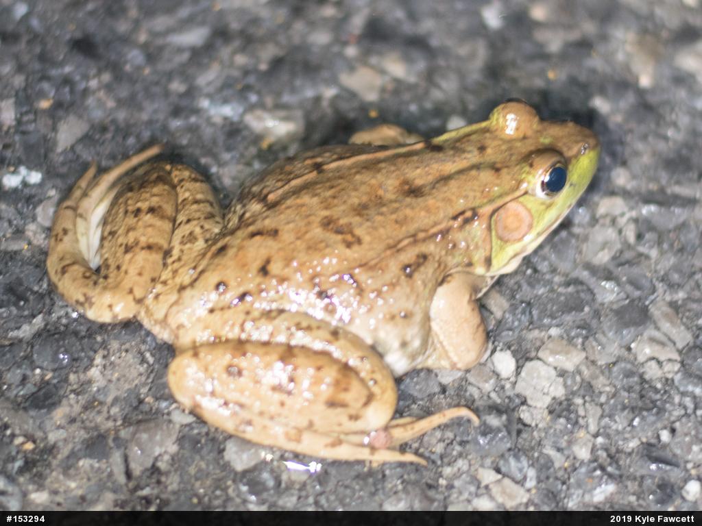 Green Frog