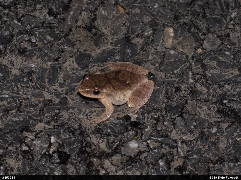 Spring Peeper