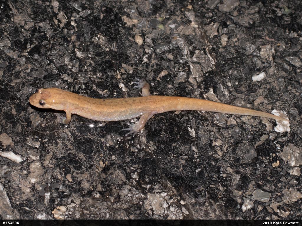 Northern Dusky Salamander