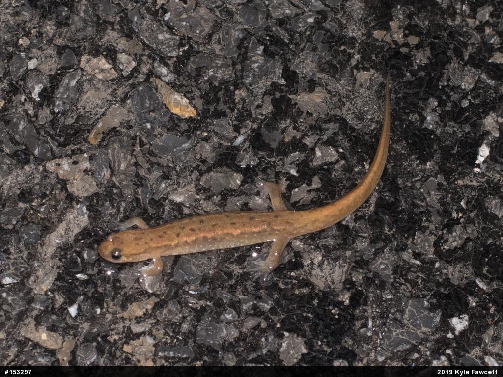 Northern Dusky Salamander