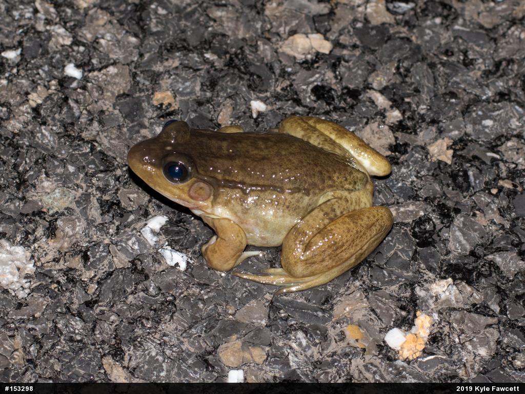 Green Frog