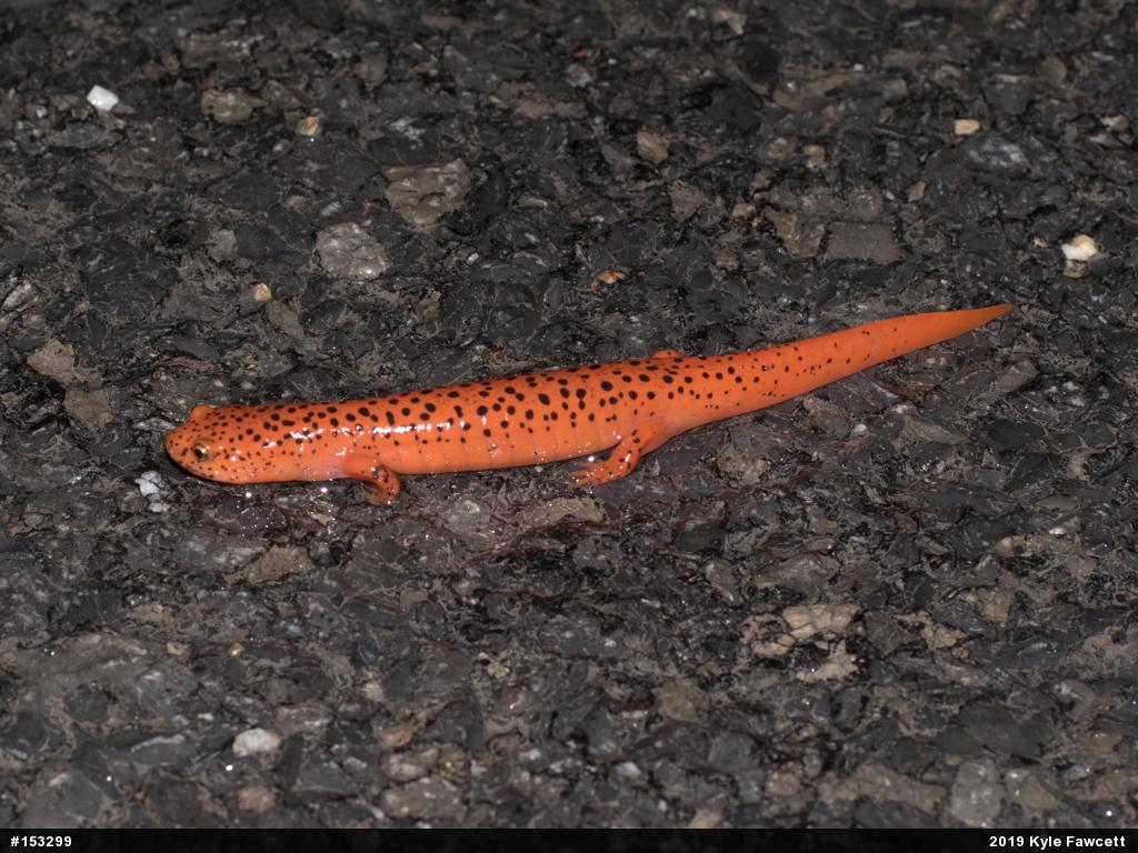 Northern Red Salamander