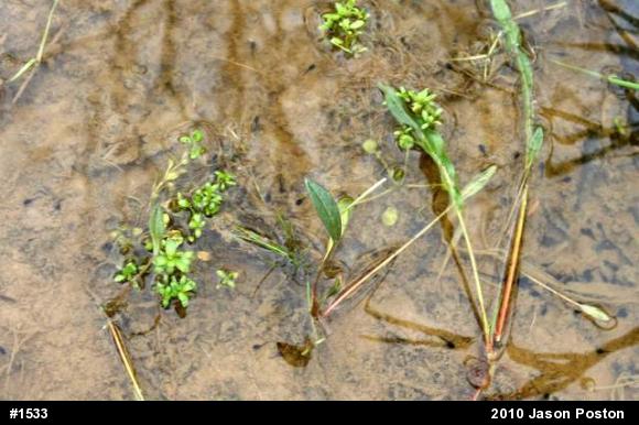 Eastern American Toad