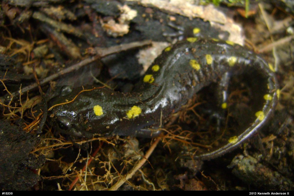 Spotted Salamander