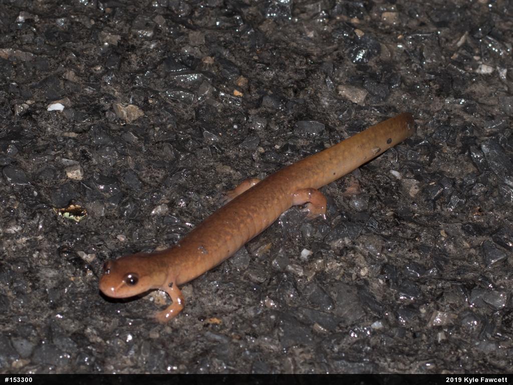 Northern Spring Salamander