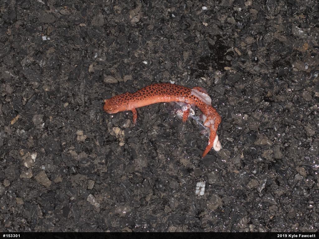 Northern Red Salamander