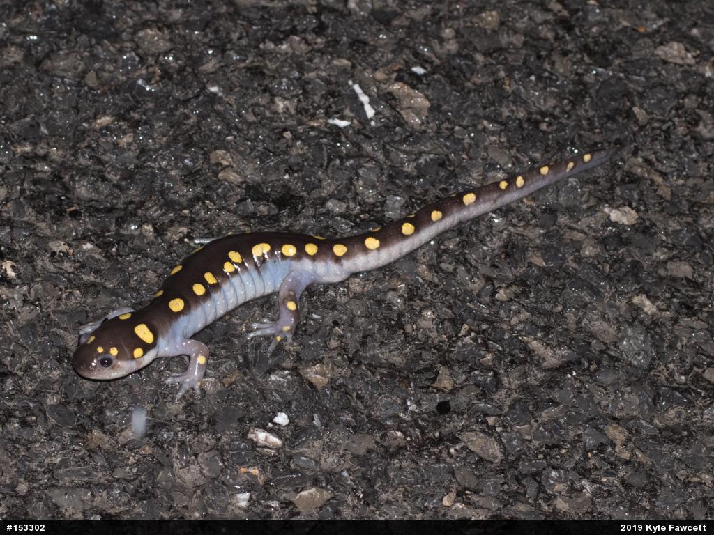 Spotted Salamander