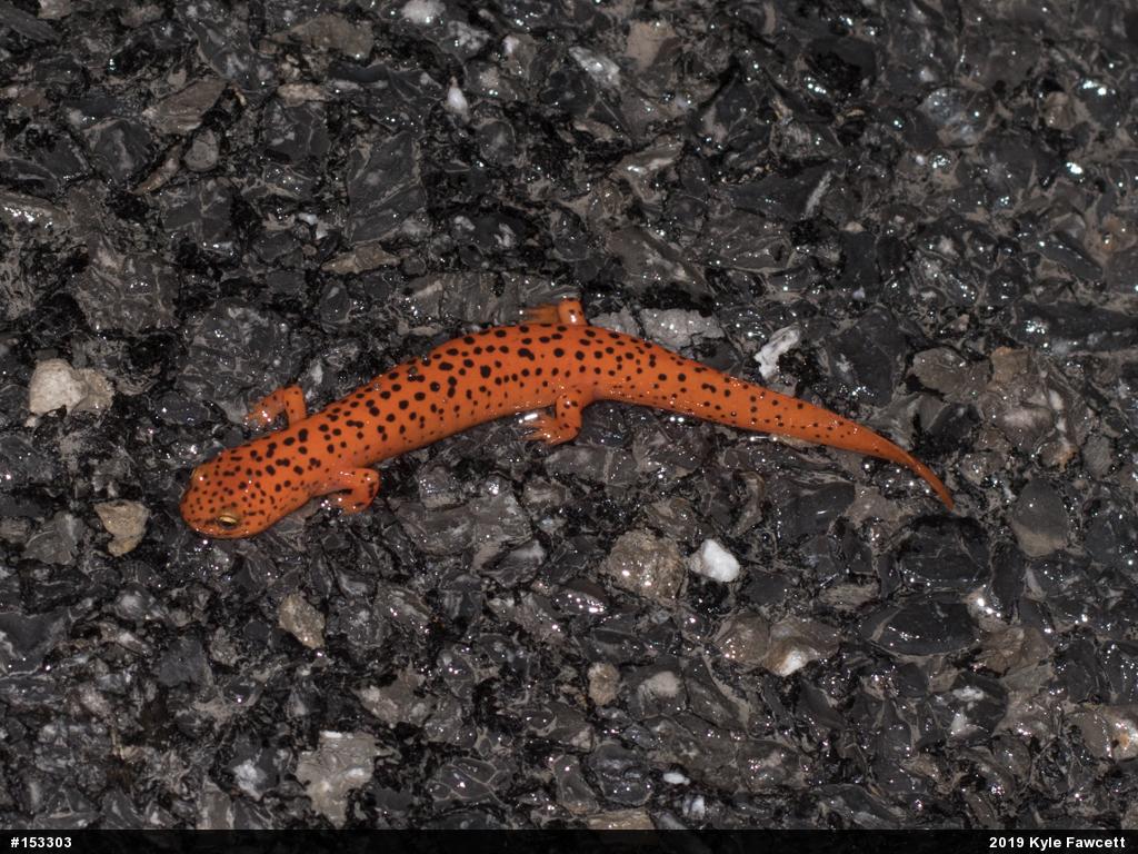 Northern Red Salamander
