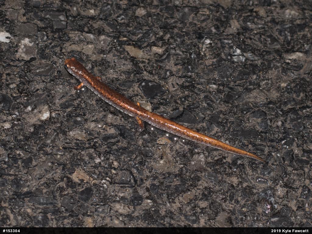 Four-toed Salamander