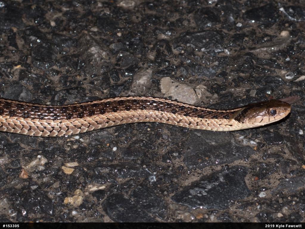 Eastern Gartersnake