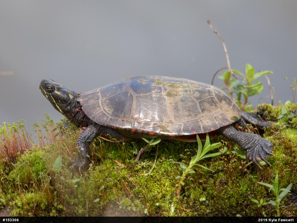 Painted Turtle