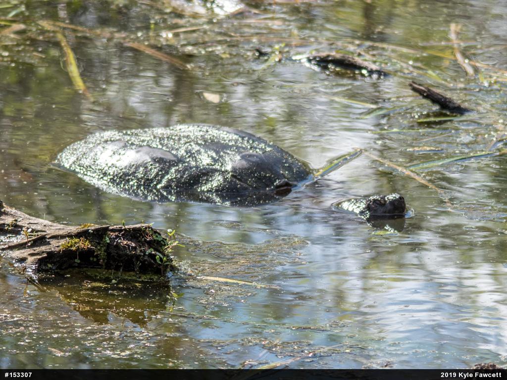 Snapping Turtle