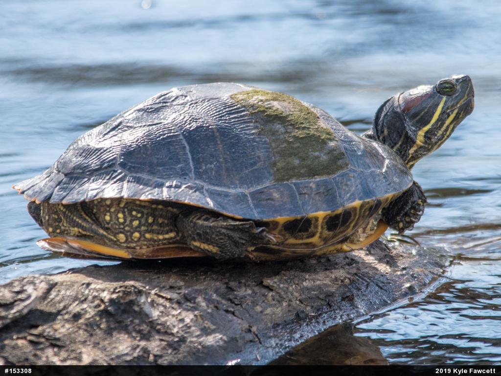 Red-eared Slider