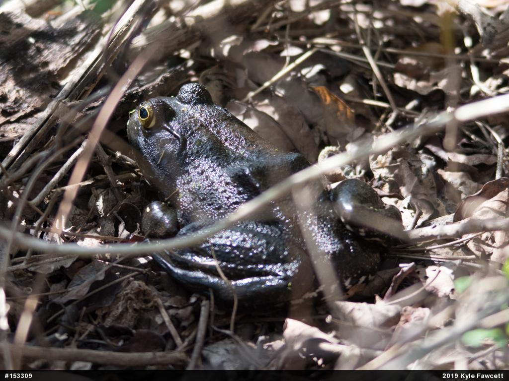 American Bullfrog