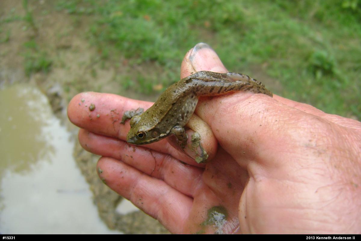 Green Frog