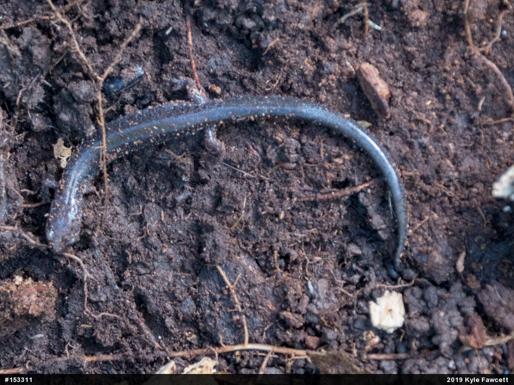 Eastern Red-backed  Salamander