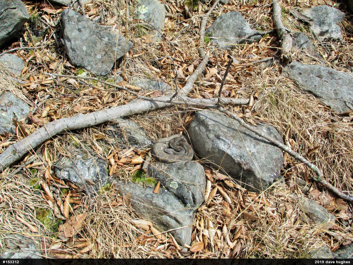 Timber Rattlesnake