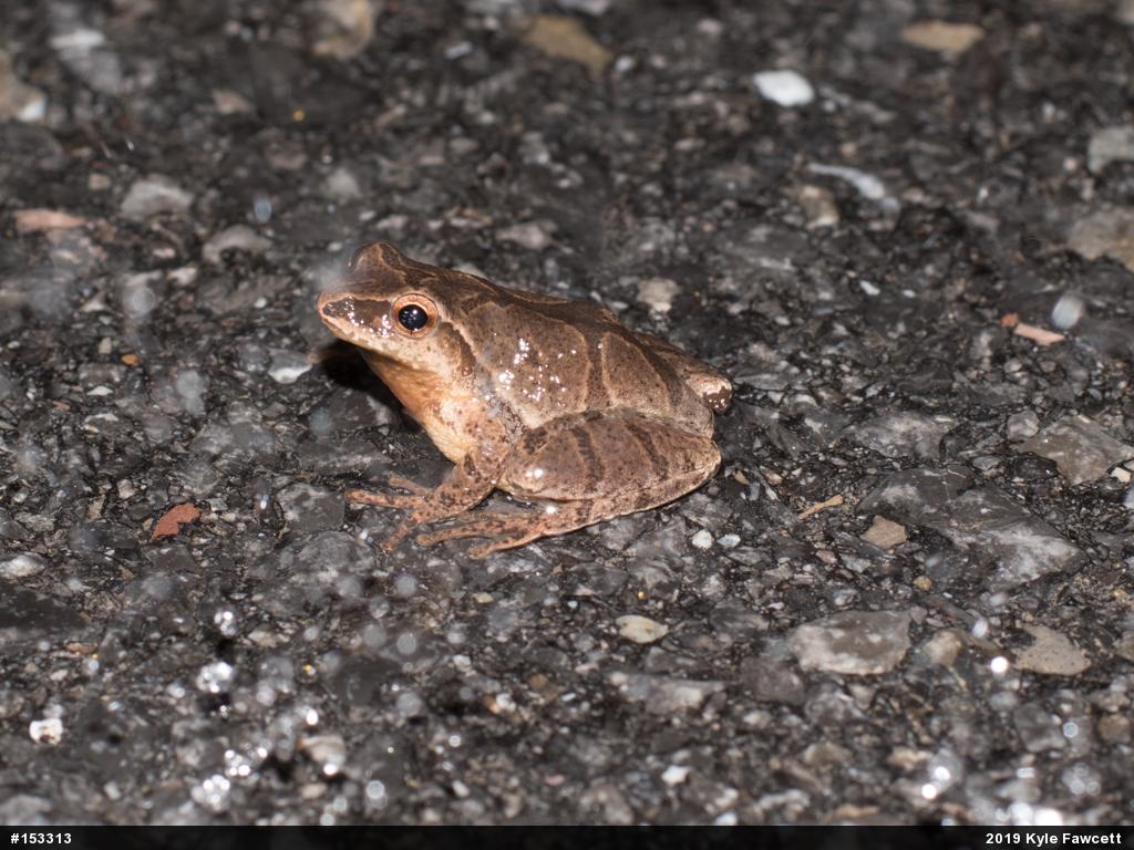 Spring Peeper