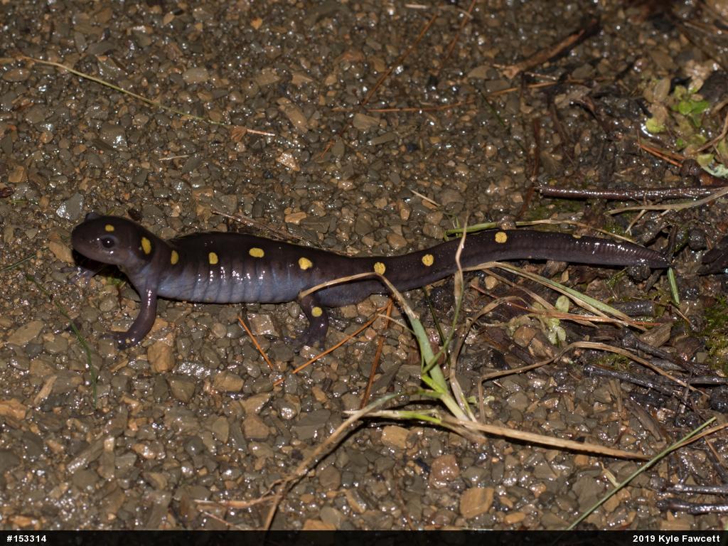 Spotted Salamander
