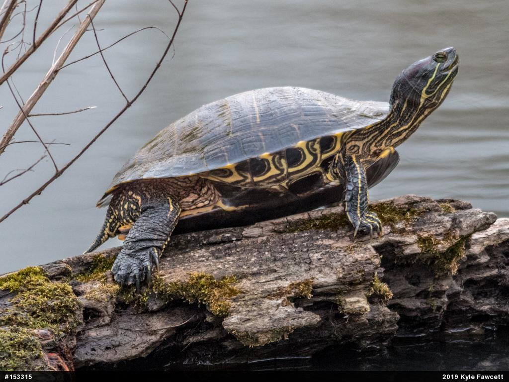 Red-eared Slider