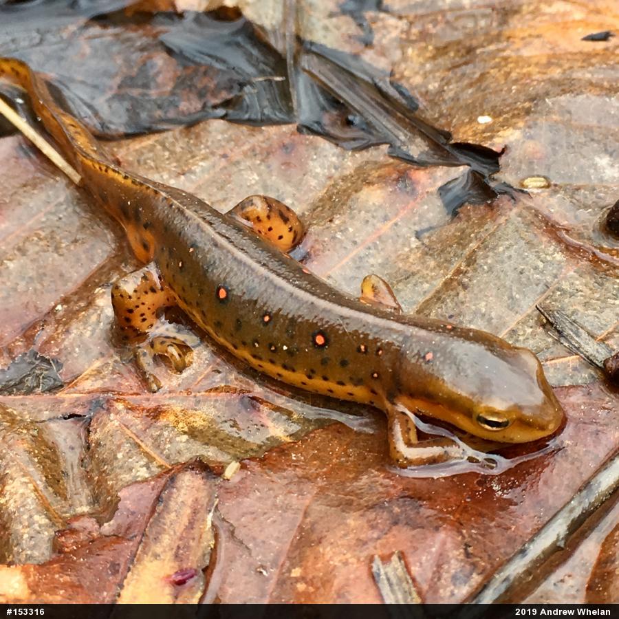 Red-spotted Newt
