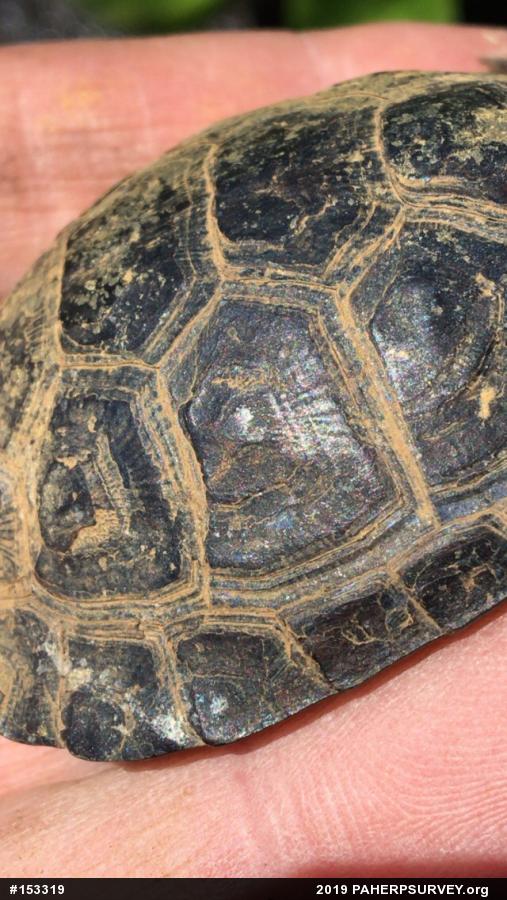 Spotted Turtle