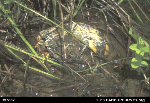 Eastern Box Turtle
